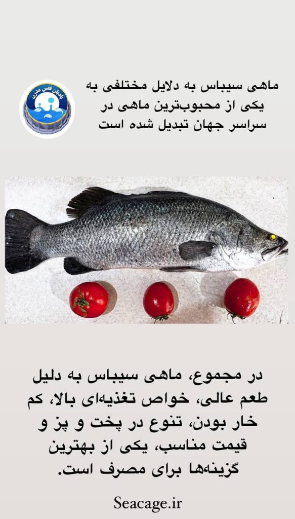 IMG 20250318 151702 629 1 583x1024